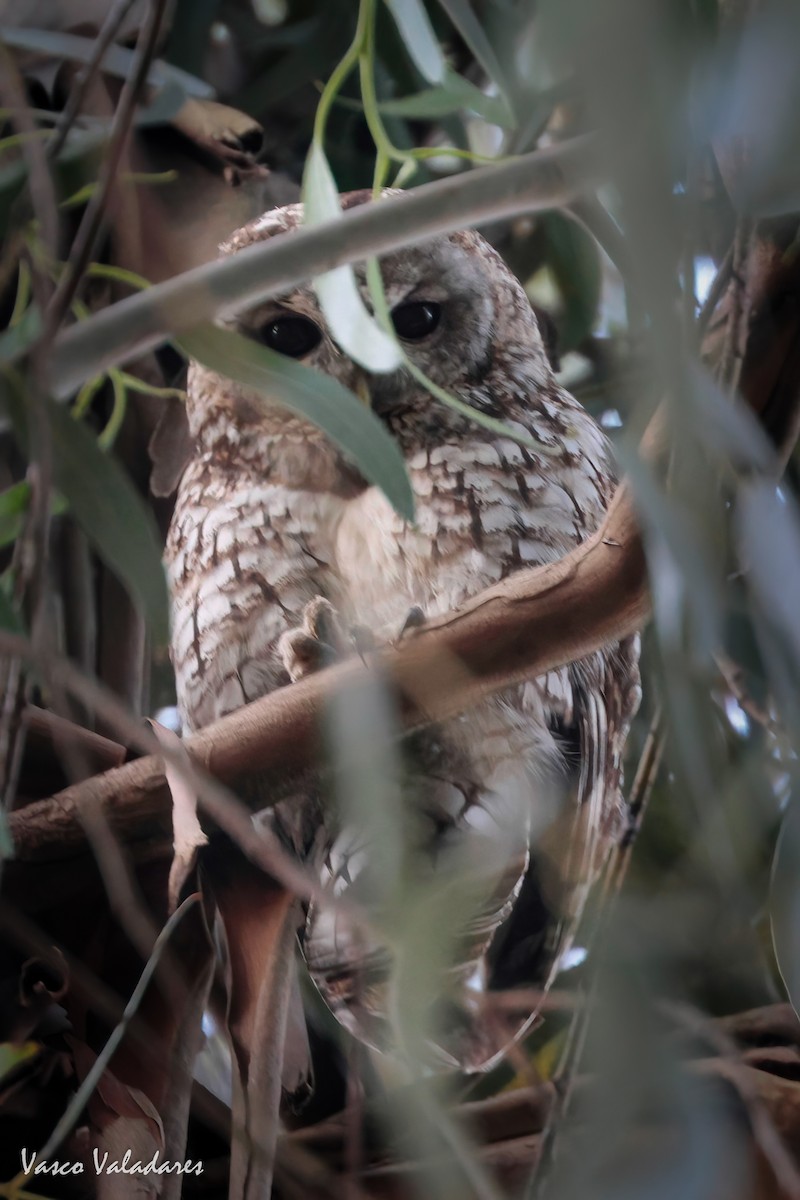 Tawny Owl - ML620101501