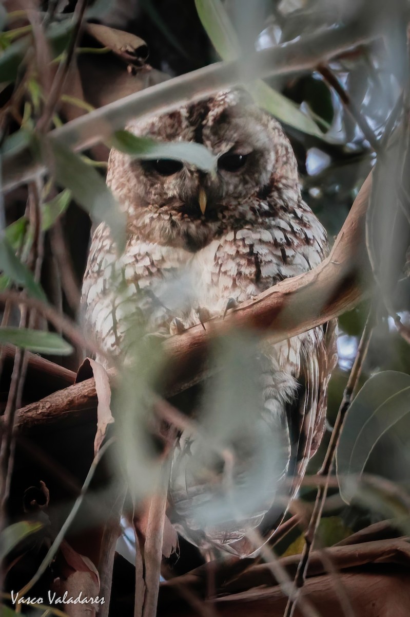 Tawny Owl - ML620101502