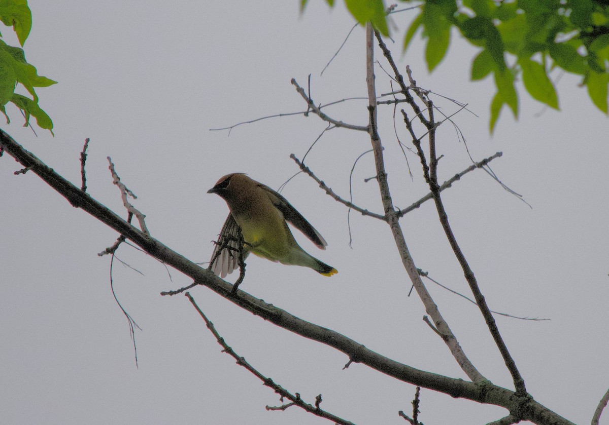 Cedar Waxwing - ML620101508