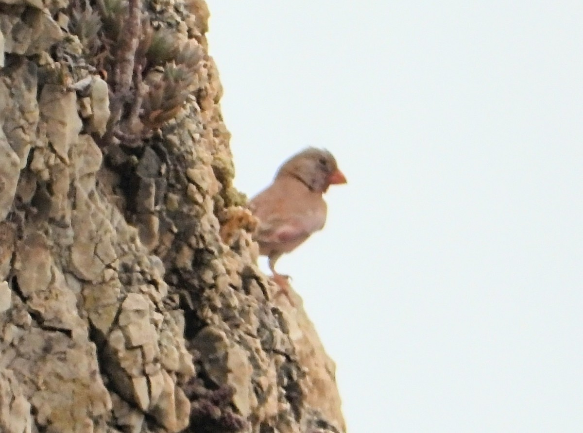 Trumpeter Finch - ML620101520