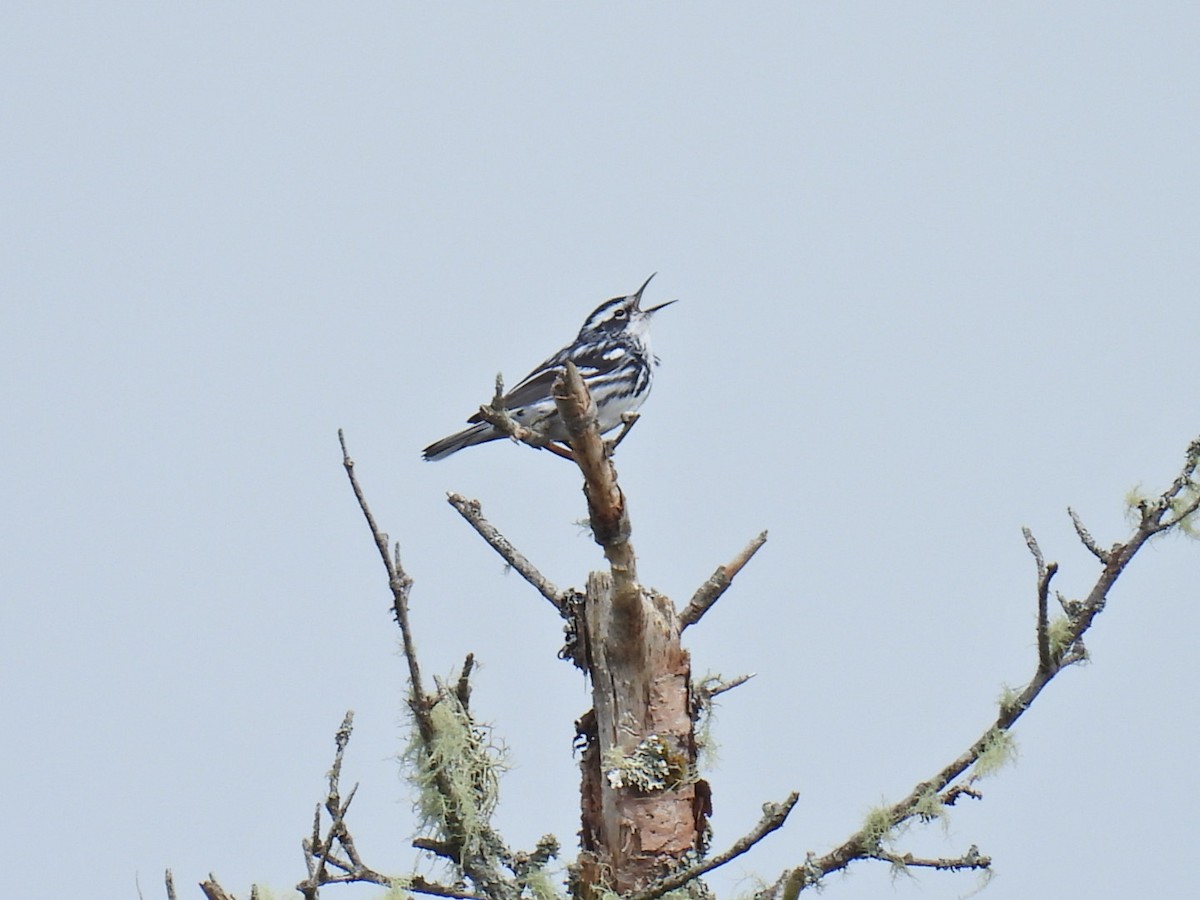 Black-and-white Warbler - ML620101525