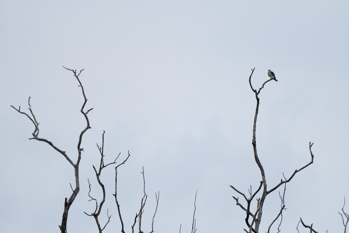 Black-winged Kite (Asian) - ML620101526