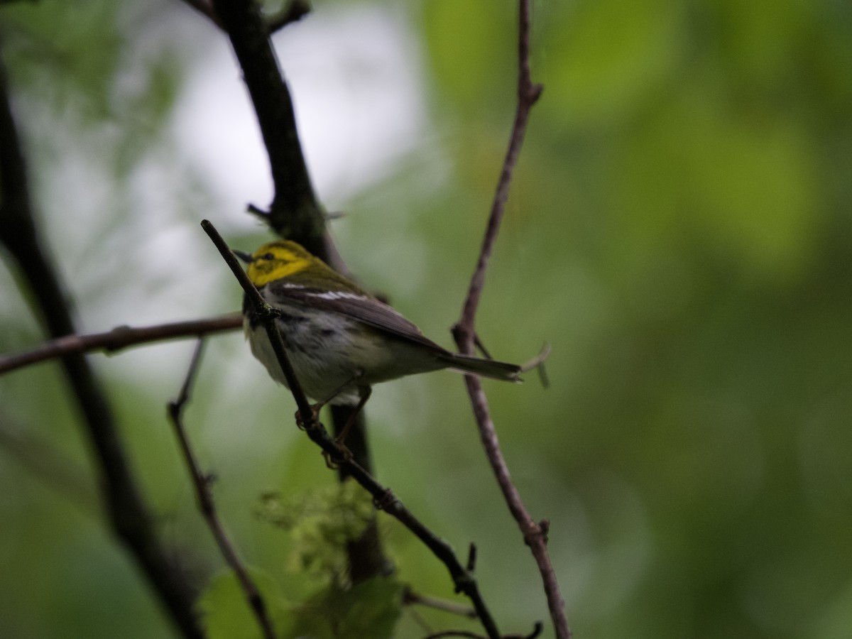Black-throated Green Warbler - ML620101530