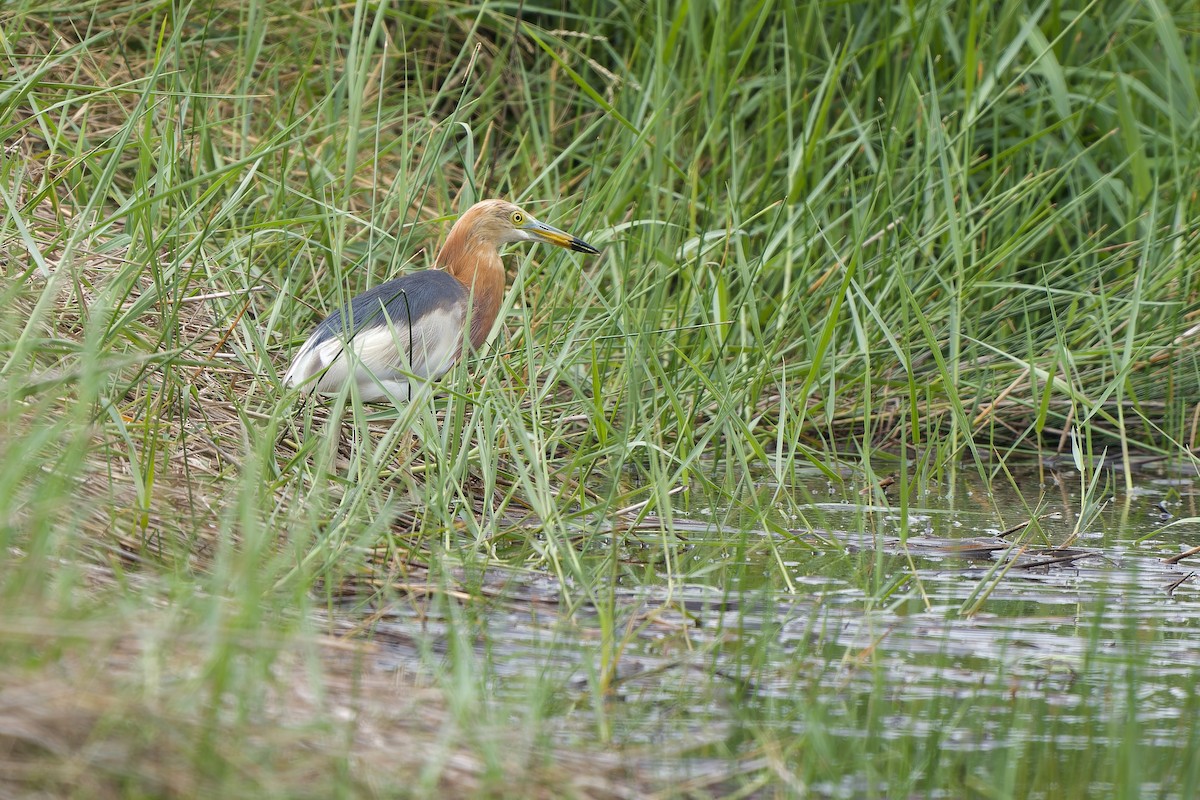 Javan Pond-Heron - ML620101538