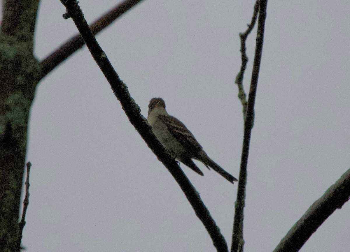 Eastern Wood-Pewee - ML620101541