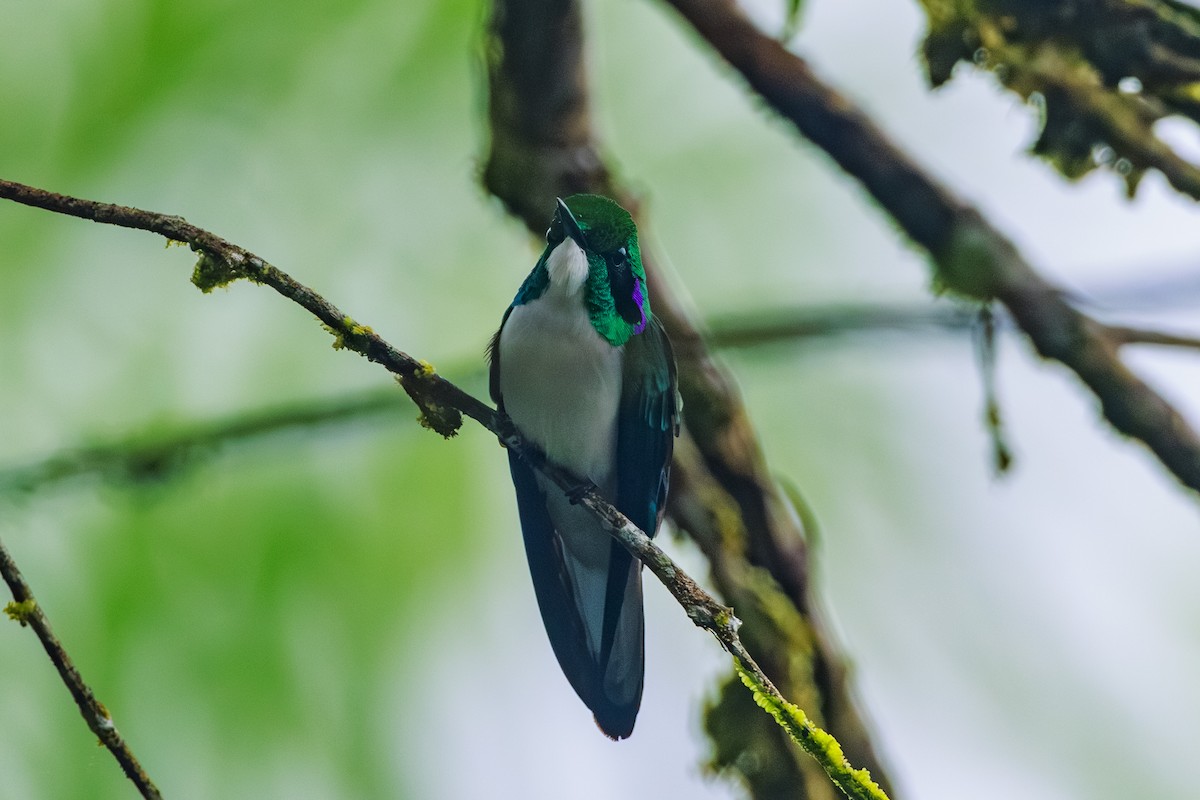 Черноухая колибри-фея - ML620101560