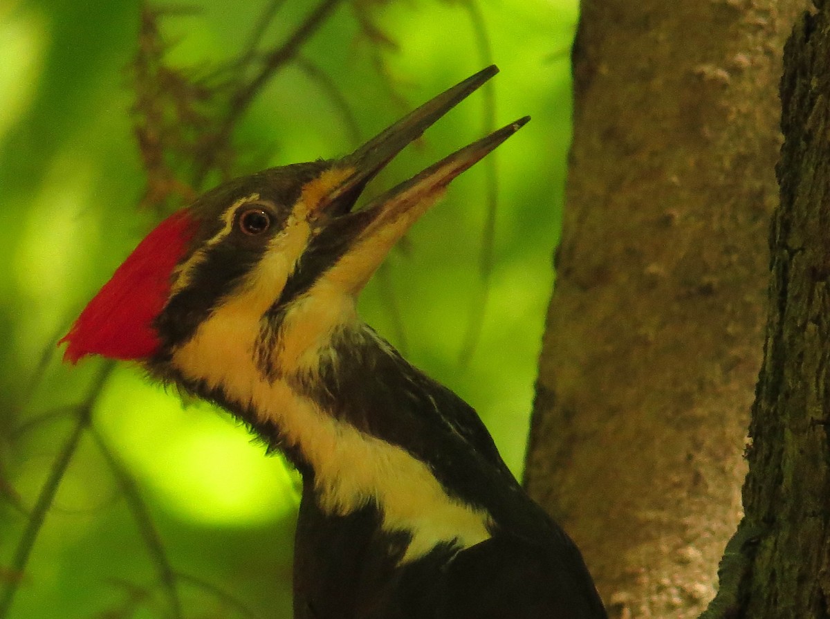 Pileated Woodpecker - ML620101594