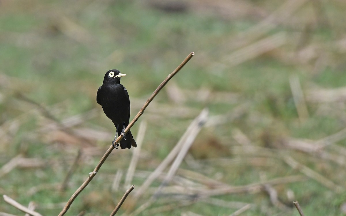 Spectacled Tyrant - ML620101608