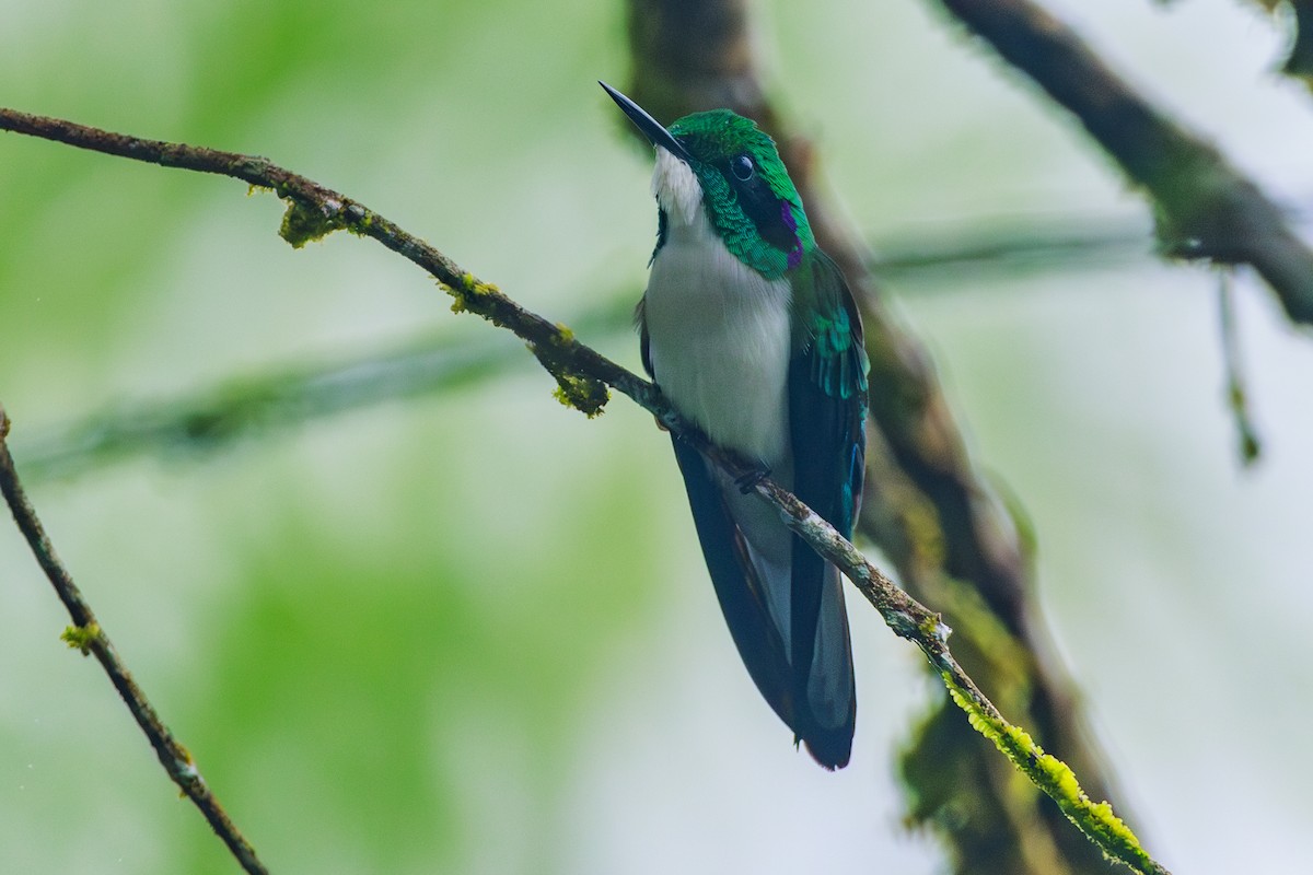 kolibřík černouchý - ML620101616