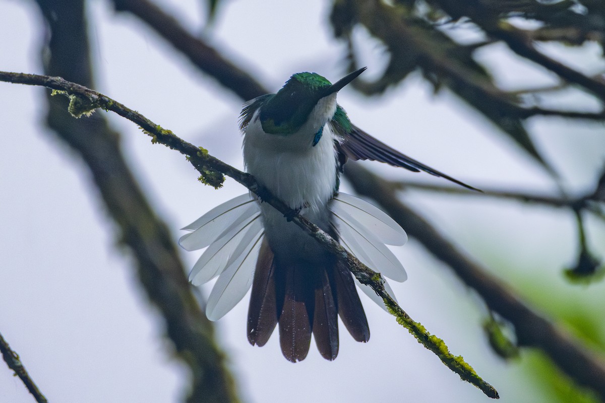 kolibřík černouchý - ML620101617