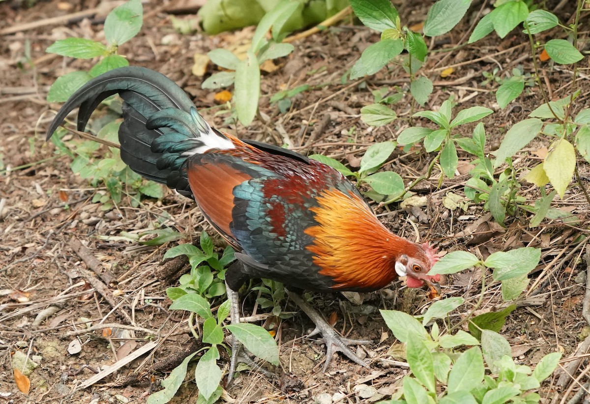 Red Junglefowl (Domestic type) - ML620101621