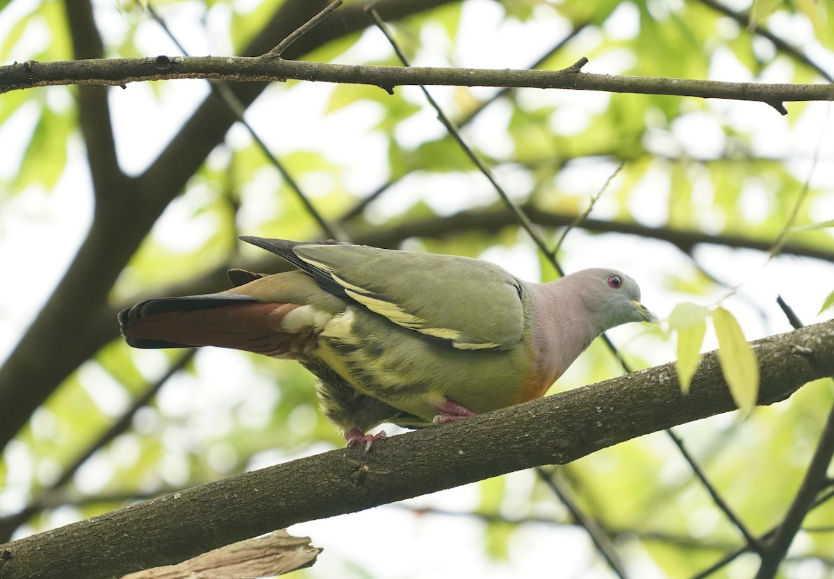 holub papouščí - ML620101632