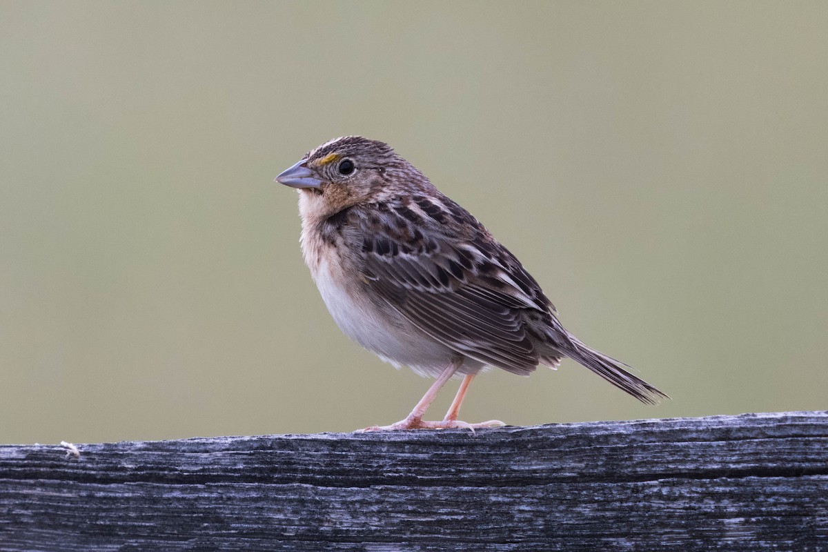 Grasshopper Sparrow - ML620101633