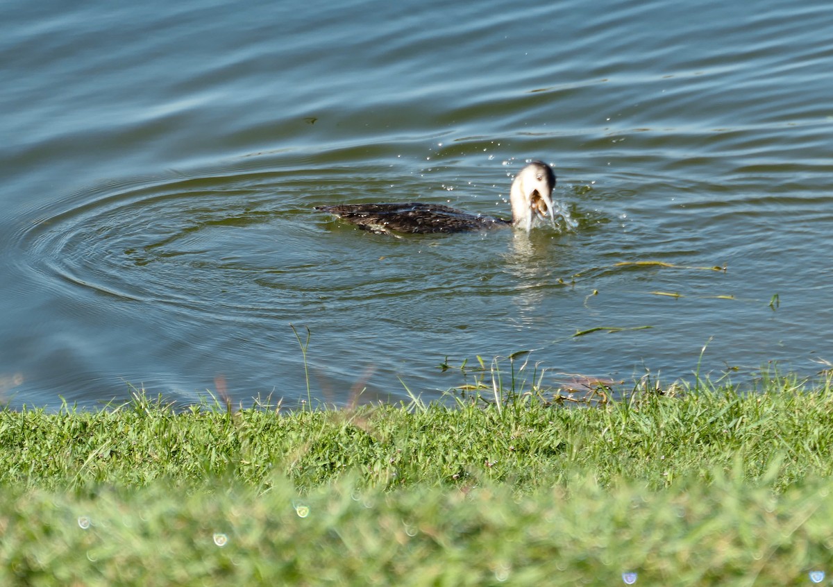 Common Loon - ML620101646