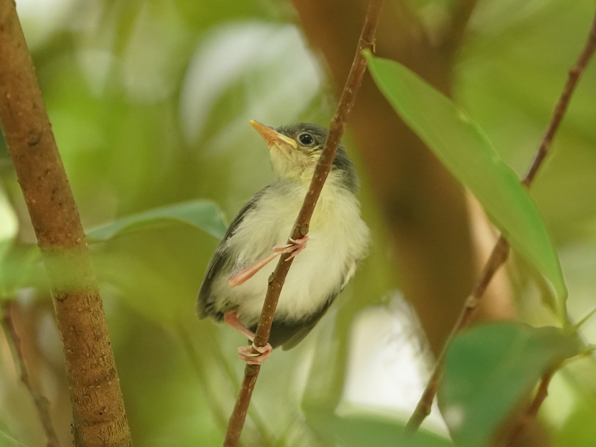 Ashy Tailorbird - ML620101654