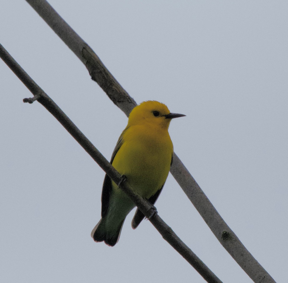 Prothonotary Warbler - ML620101655