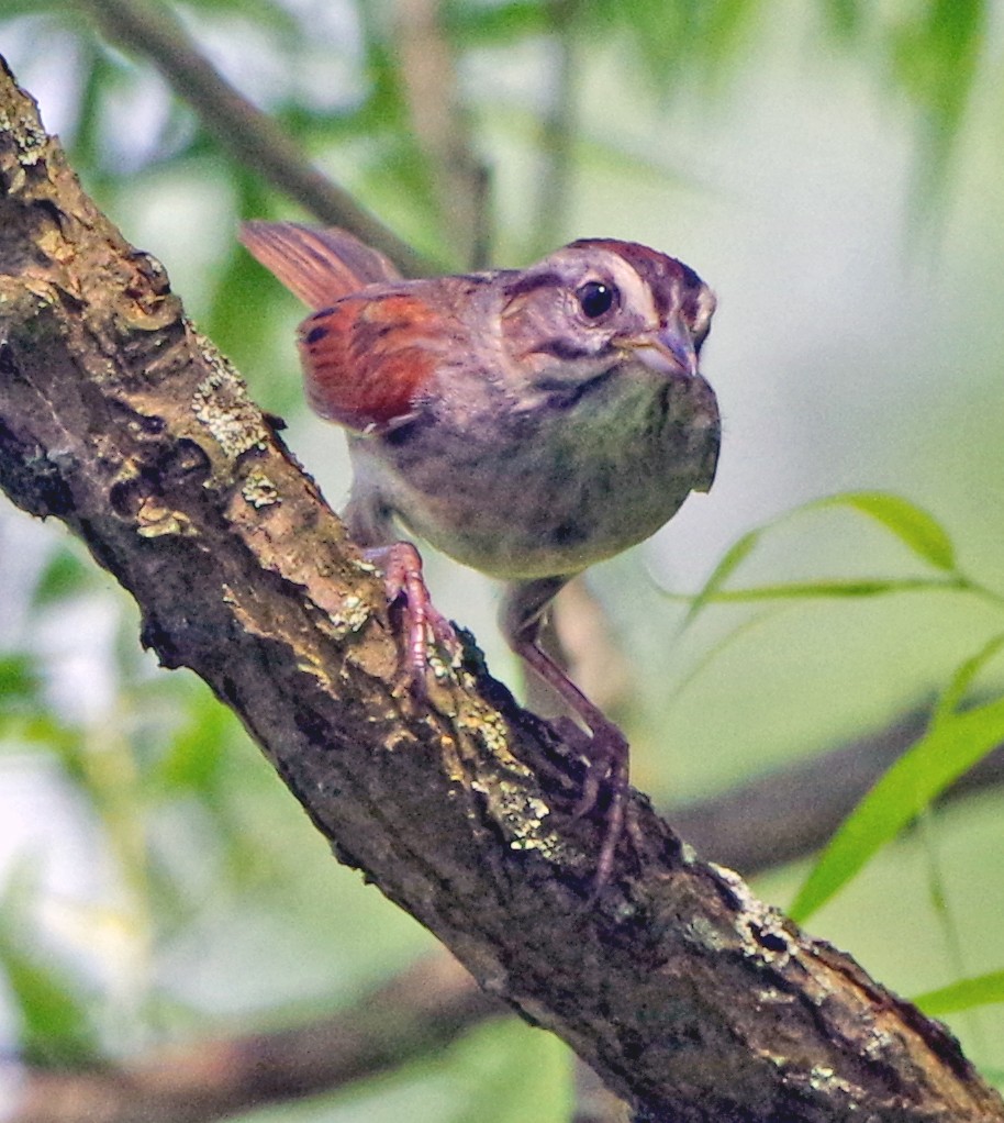 Swamp Sparrow - ML620101657