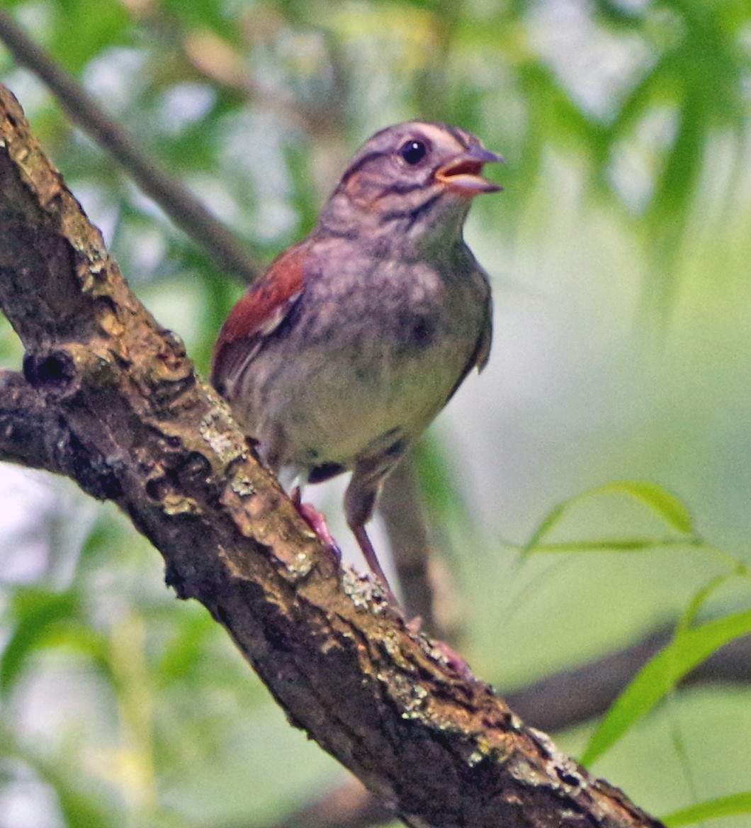 Swamp Sparrow - ML620101658