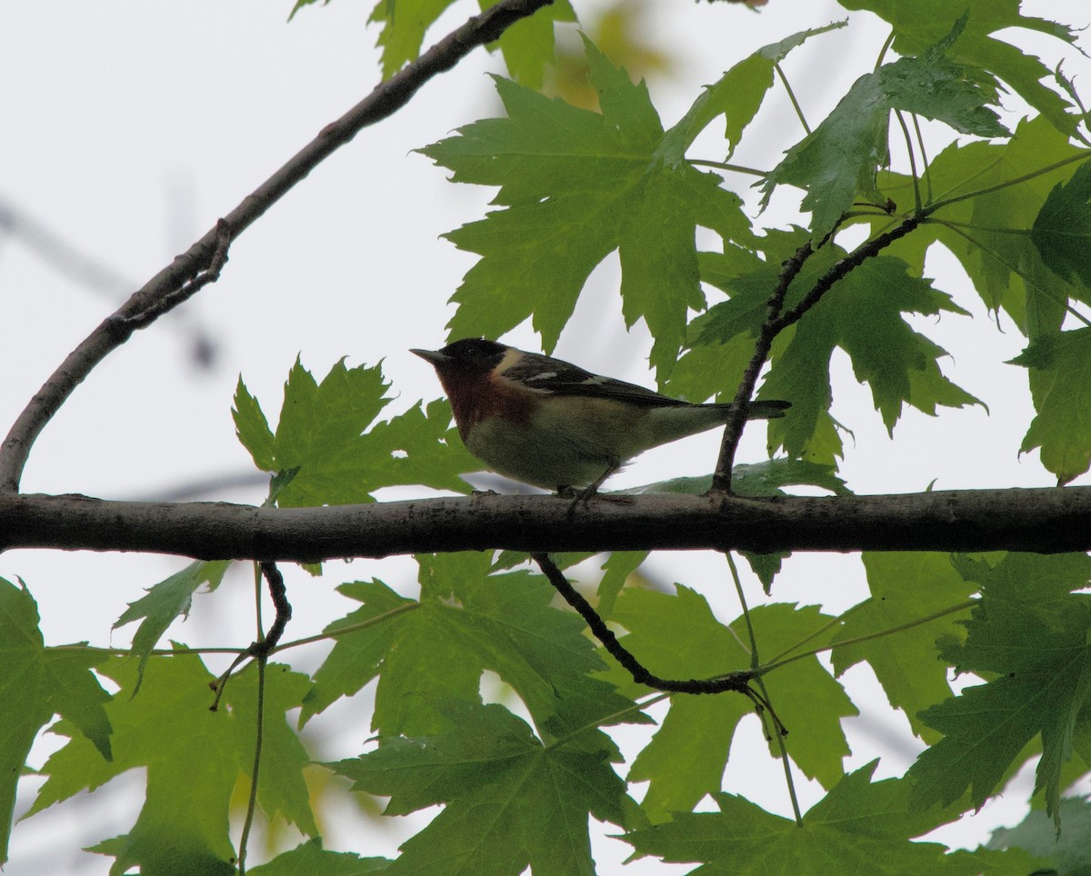 Bay-breasted Warbler - ML620101670