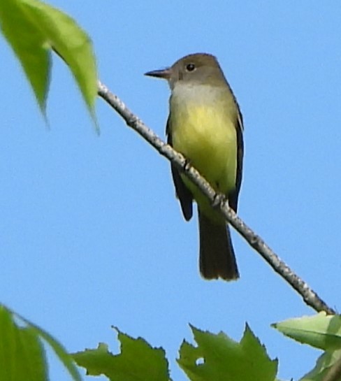 Great Crested Flycatcher - ML620101674