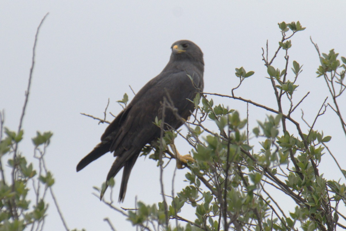 Zone-tailed Hawk - ML620101676