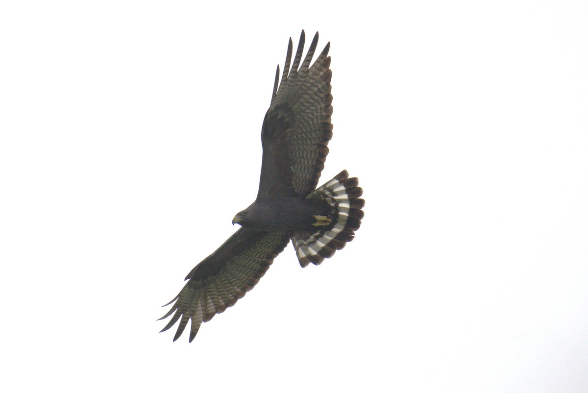 Zone-tailed Hawk - ML620101677