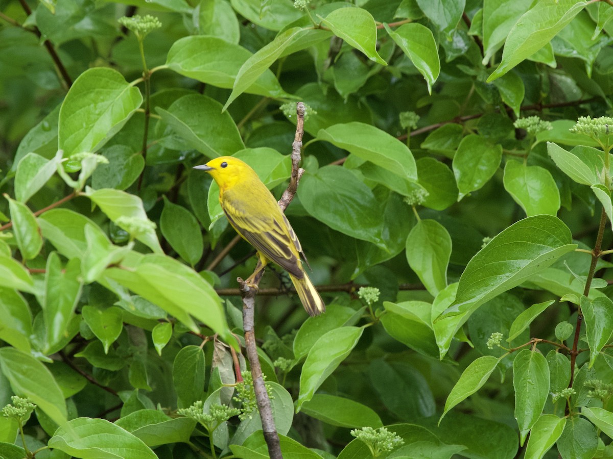 Yellow Warbler - ML620101678