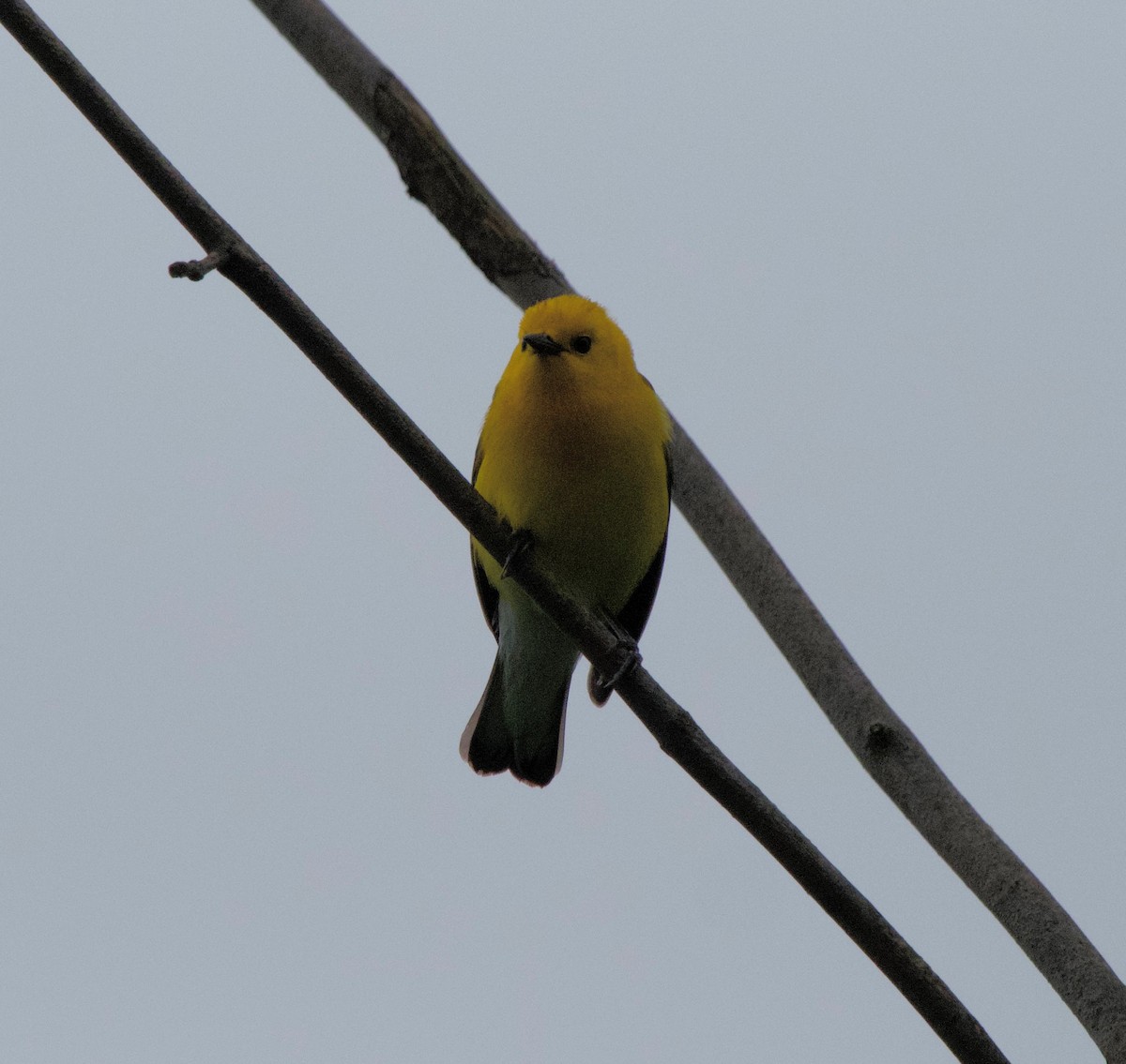 Prothonotary Warbler - ML620101685