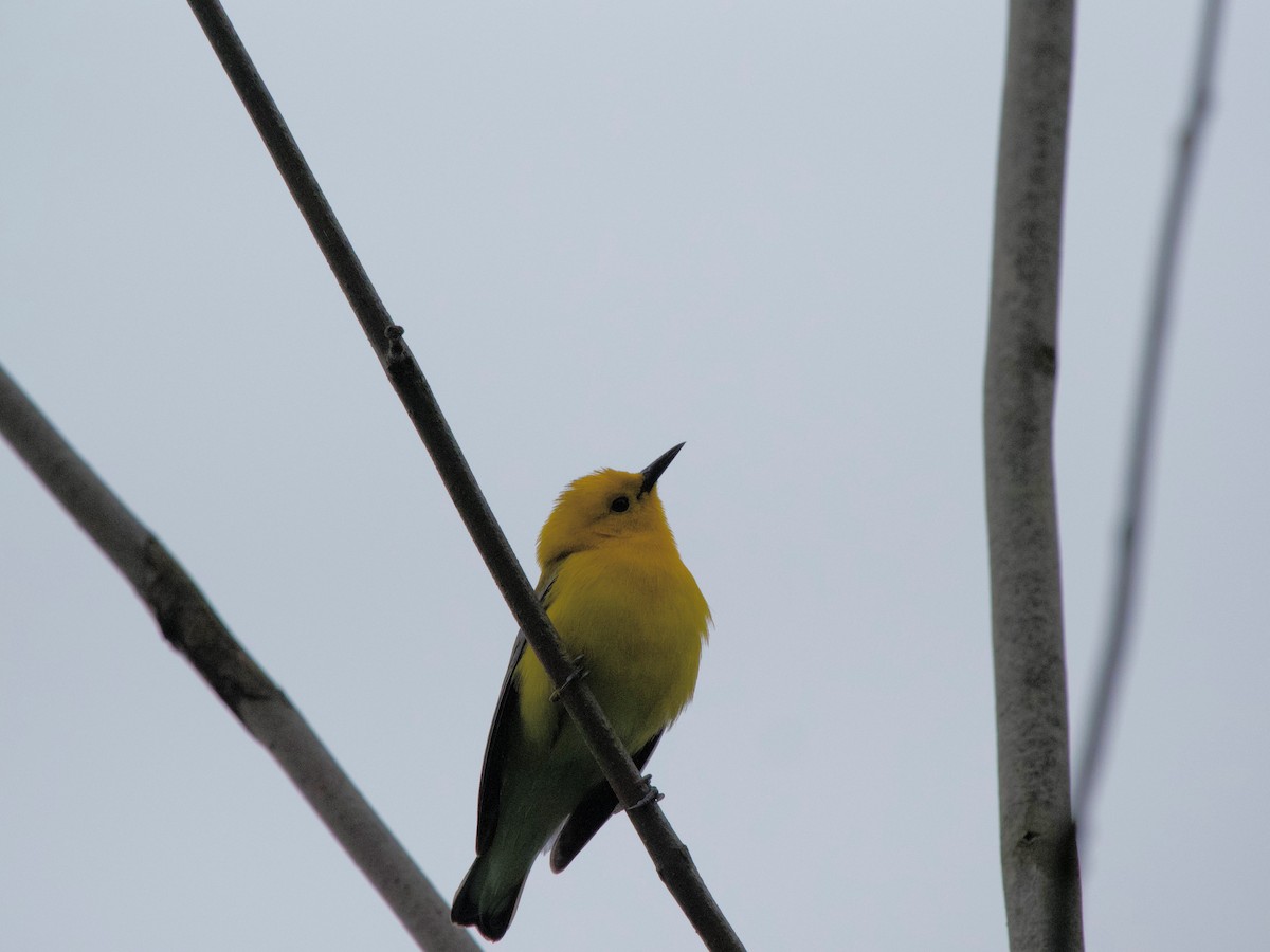 Prothonotary Warbler - ML620101686