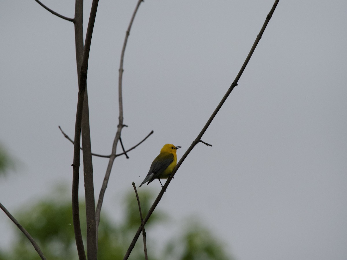 Prothonotary Warbler - ML620101688