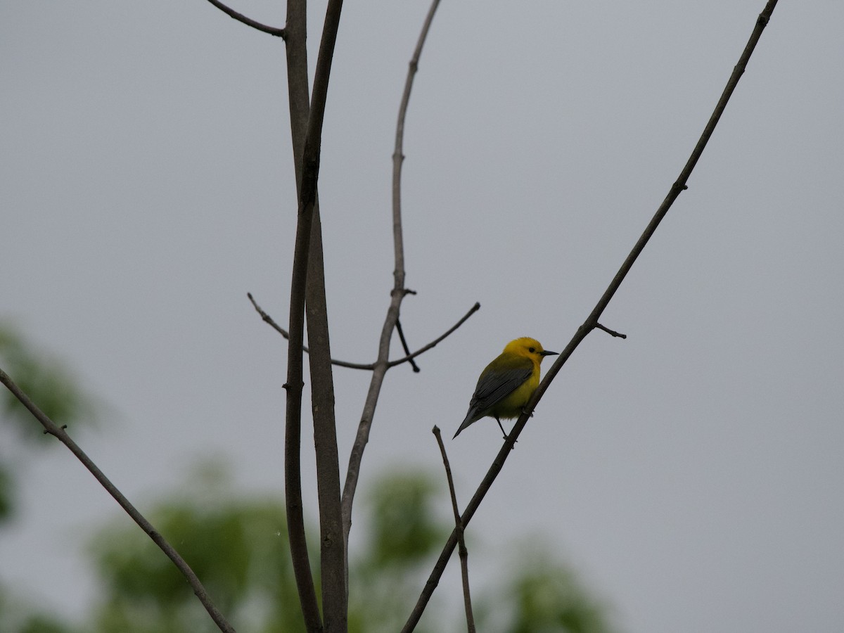Prothonotary Warbler - ML620101689