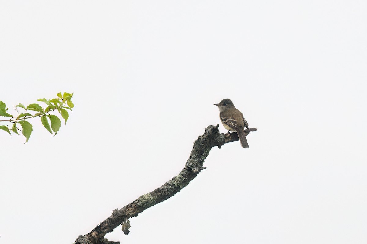 Willow Flycatcher - ML620101692