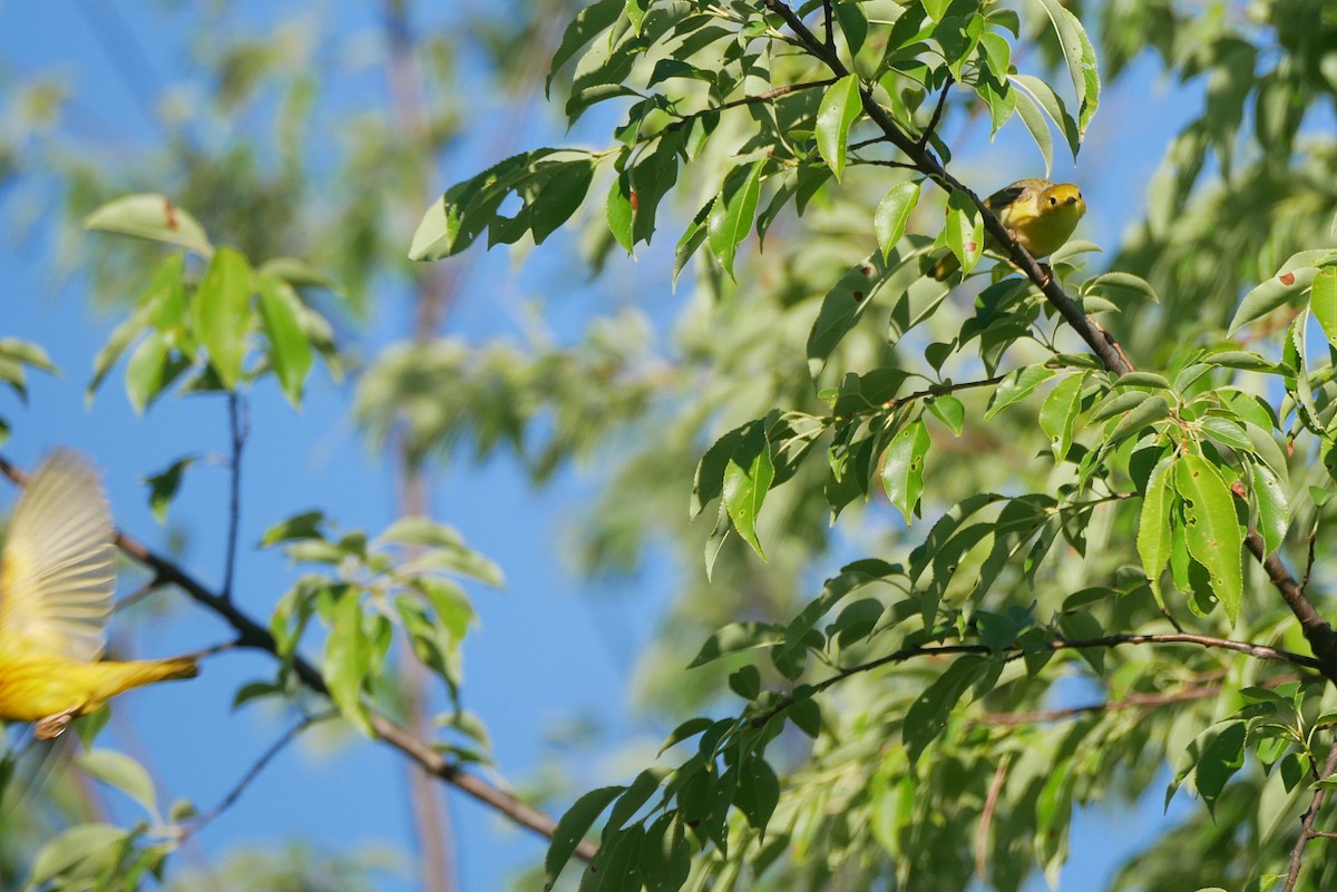 Yellow Warbler - ML620101694