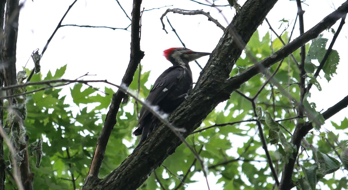 Pileated Woodpecker - ML620101700