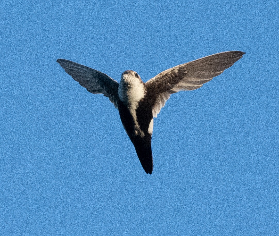 White-throated Swift - ML620101702