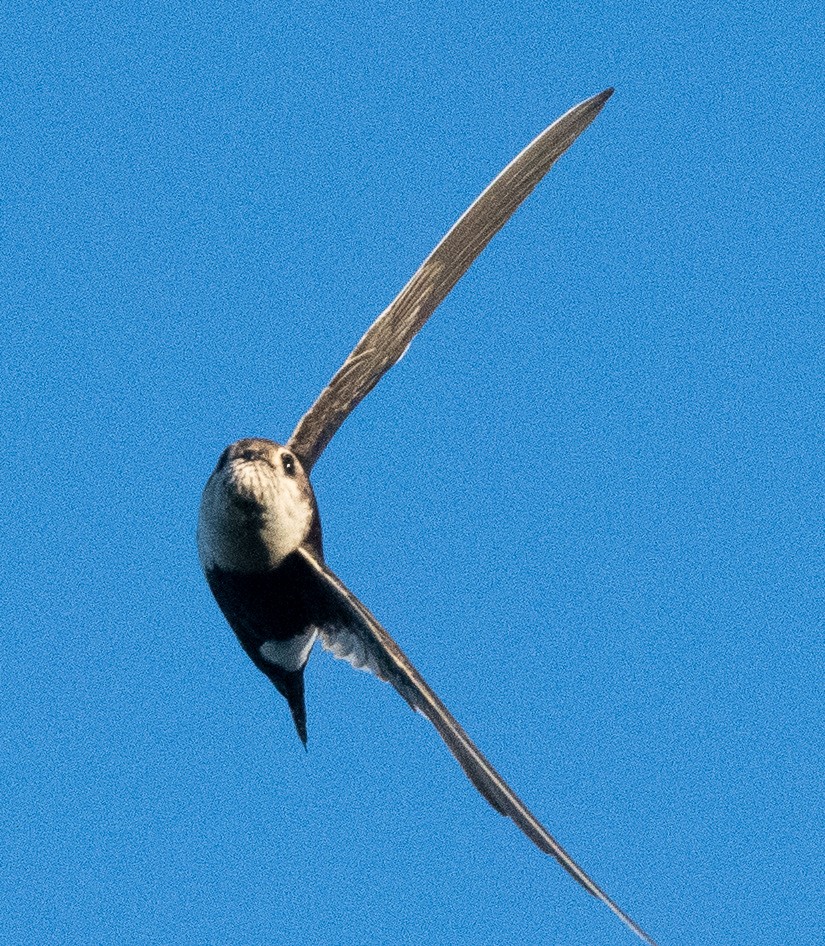 White-throated Swift - ML620101703