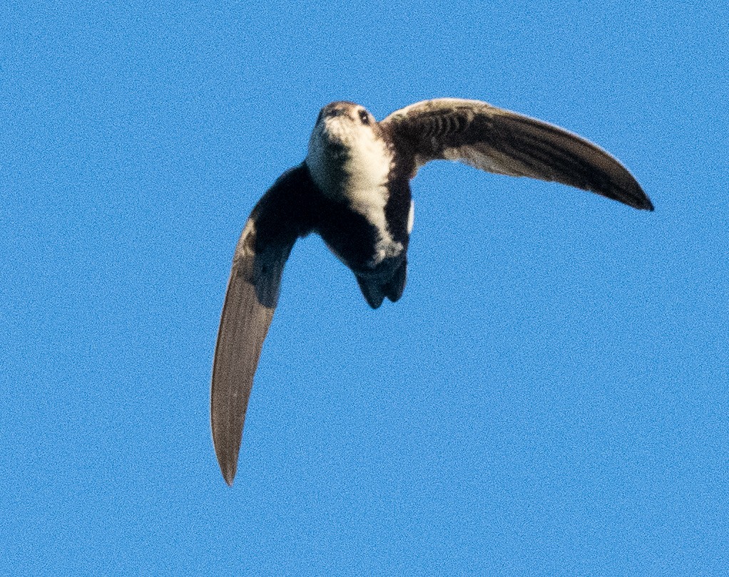 White-throated Swift - ML620101704
