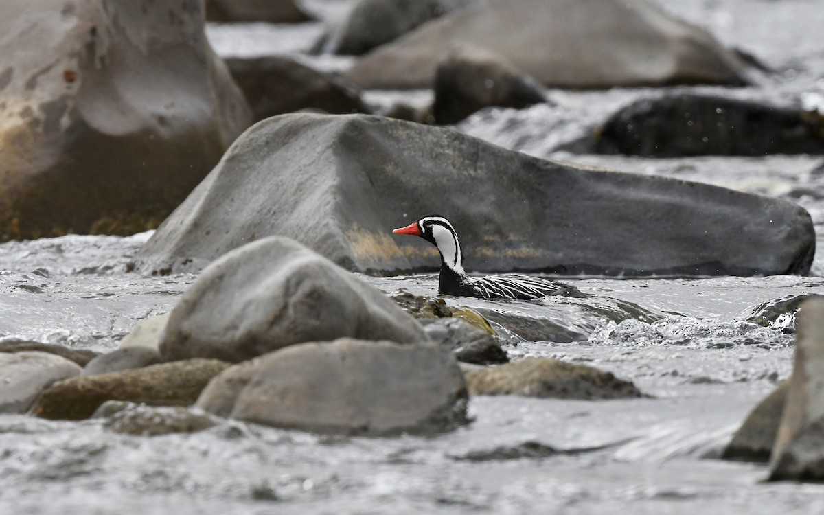 Torrent Duck - ML620101743