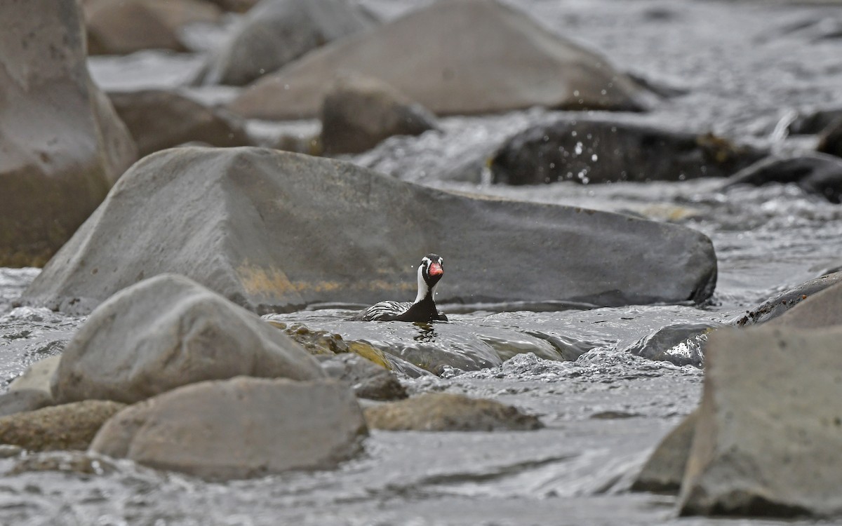 Torrent Duck - ML620101744