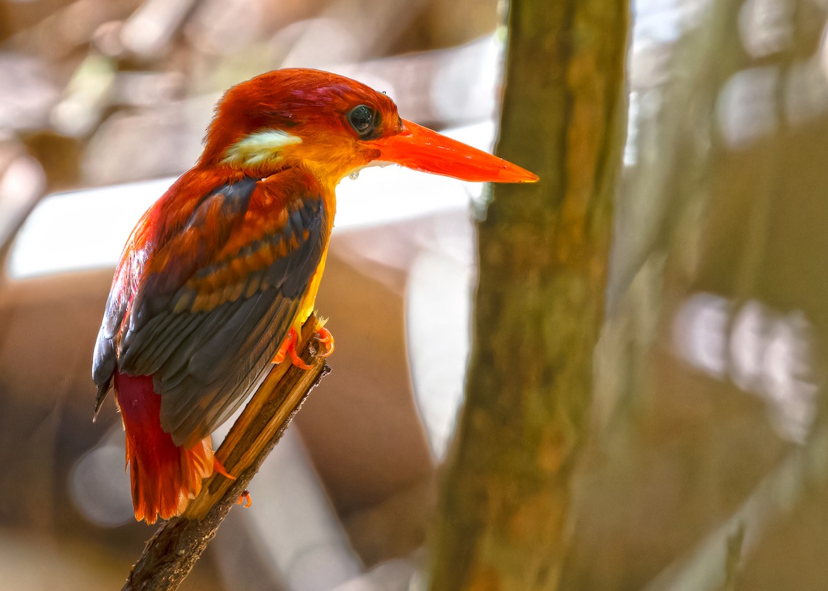 Rufous-backed Dwarf-Kingfisher - Ayuwat Jearwattanakanok