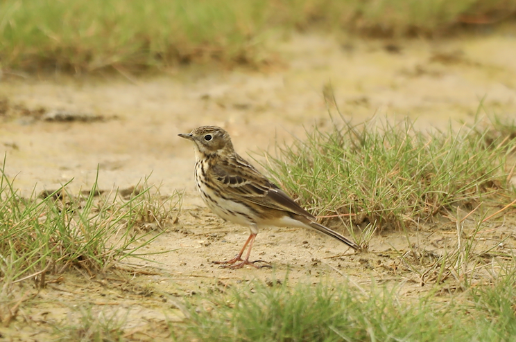 Meadow Pipit - ML620101785
