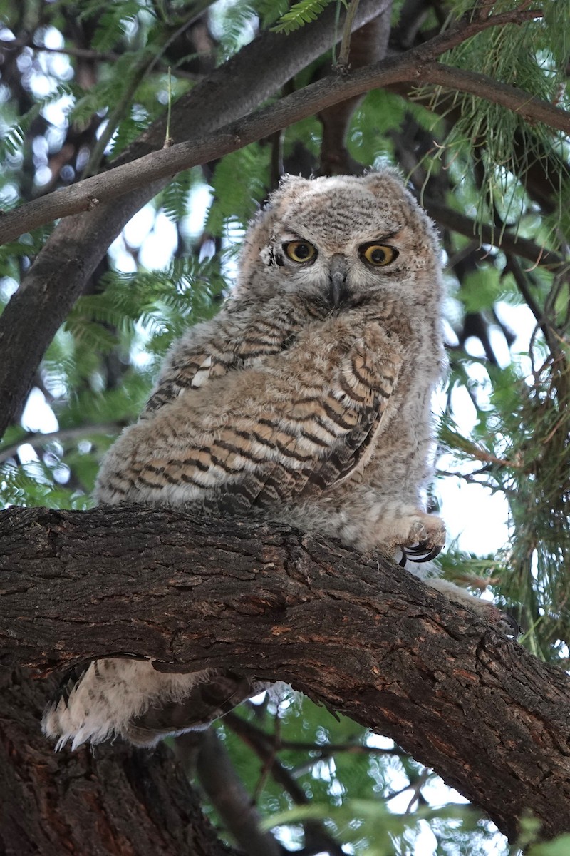 Great Horned Owl - ML620101798