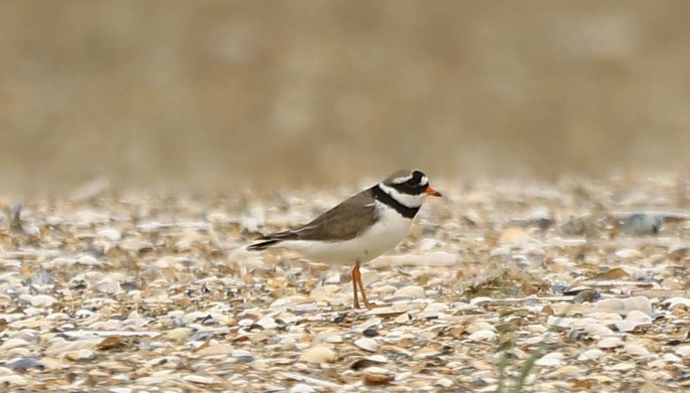 Common Ringed Plover - ML620101804
