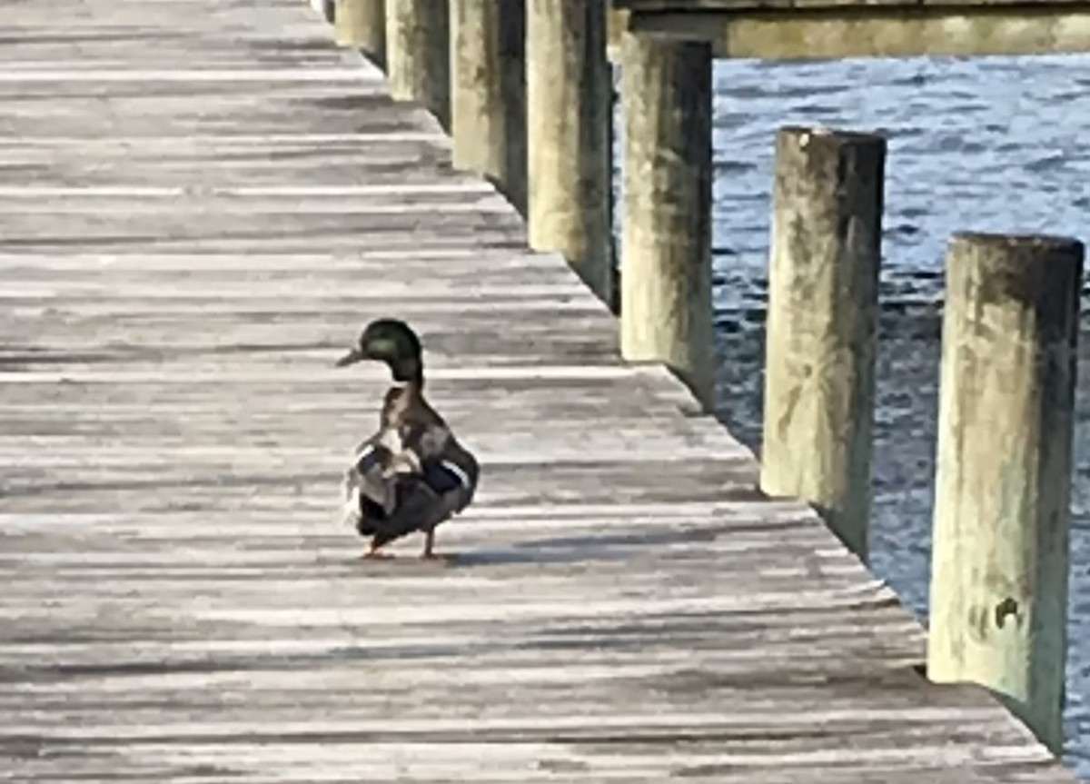 Mallard - ML620101813