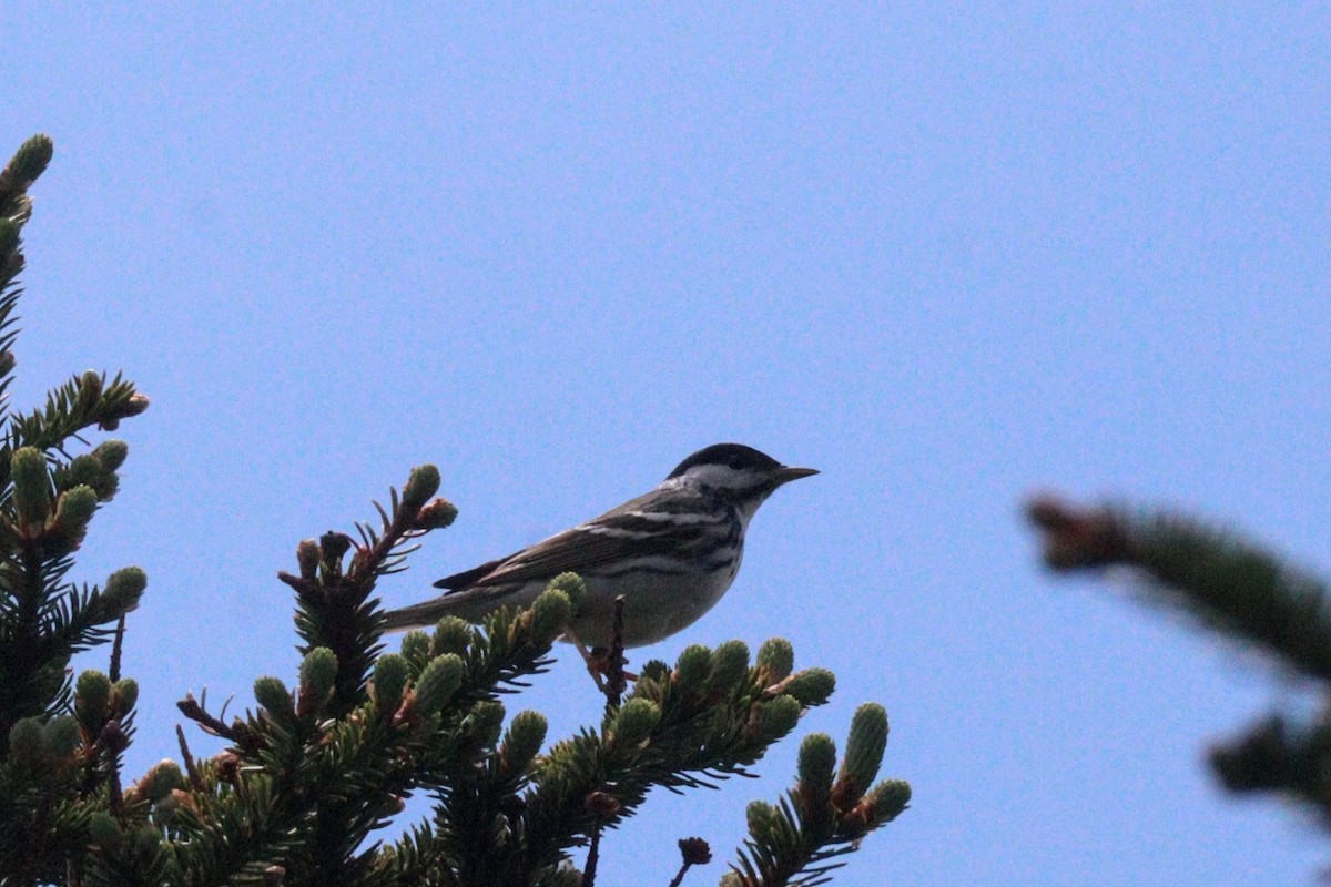 Blackpoll Warbler - ML620101824