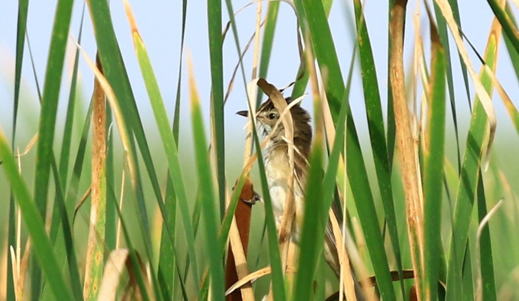 Great Reed Warbler - ML620101856