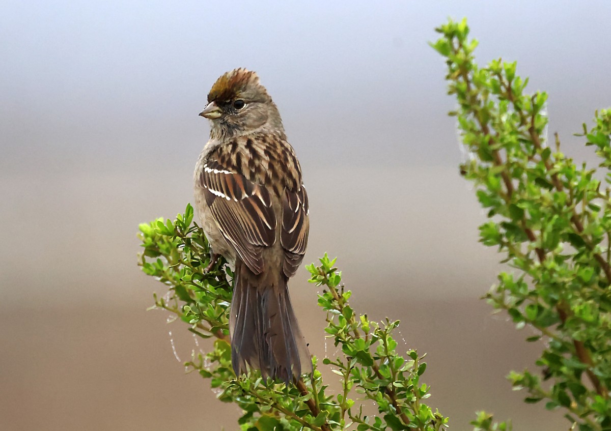 Golden-crowned Sparrow - ML620101857