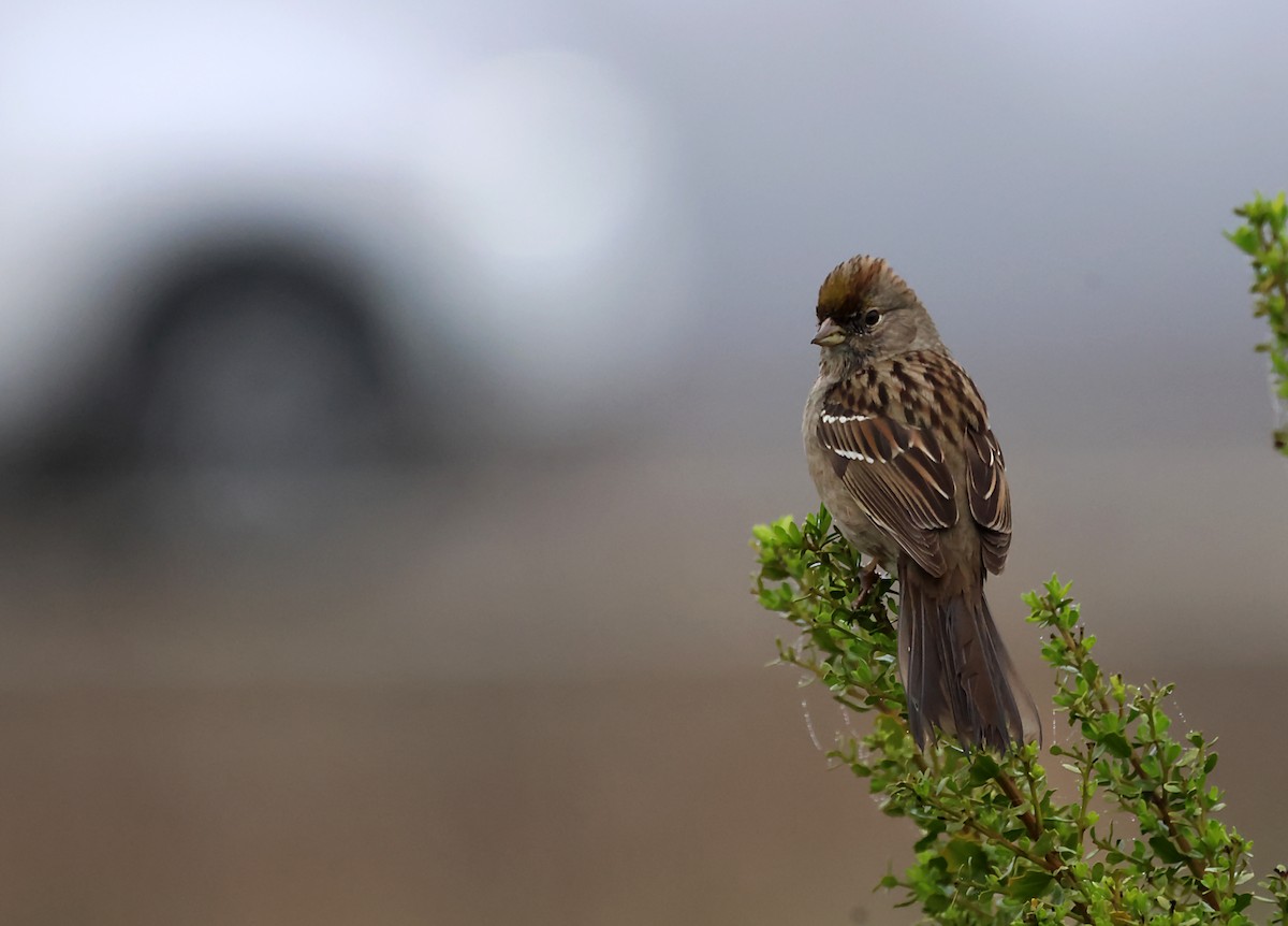 Golden-crowned Sparrow - ML620101859