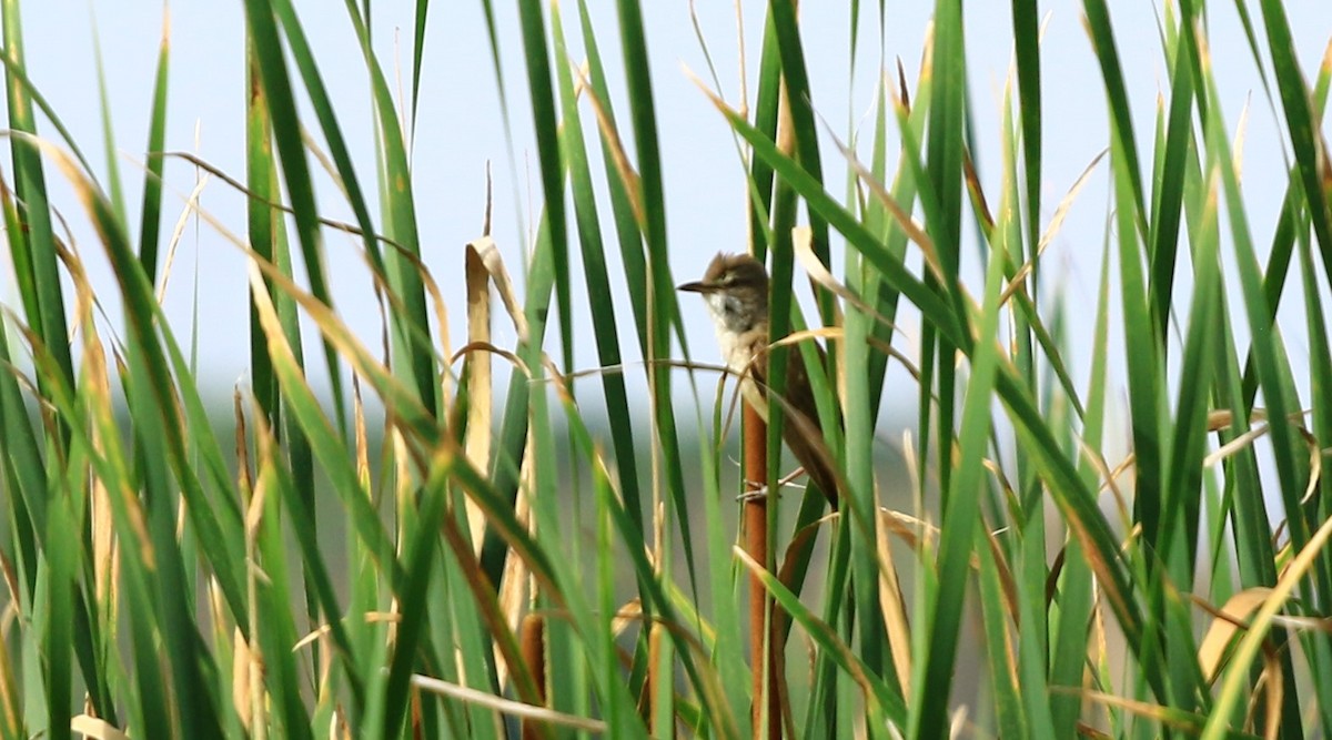 Great Reed Warbler - ML620101869