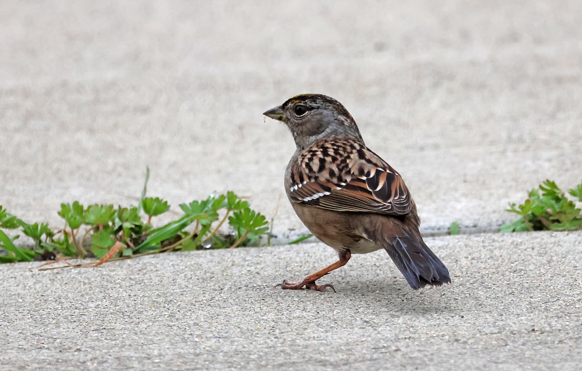 Golden-crowned Sparrow - ML620101872